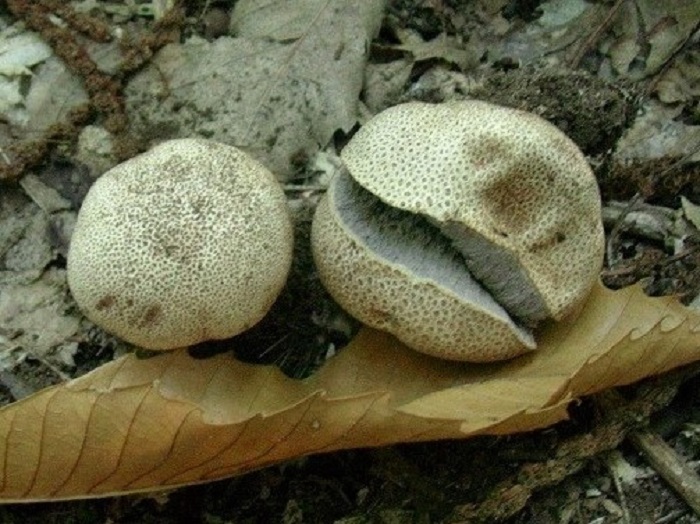 759 Agosto vecchio ritrovamento